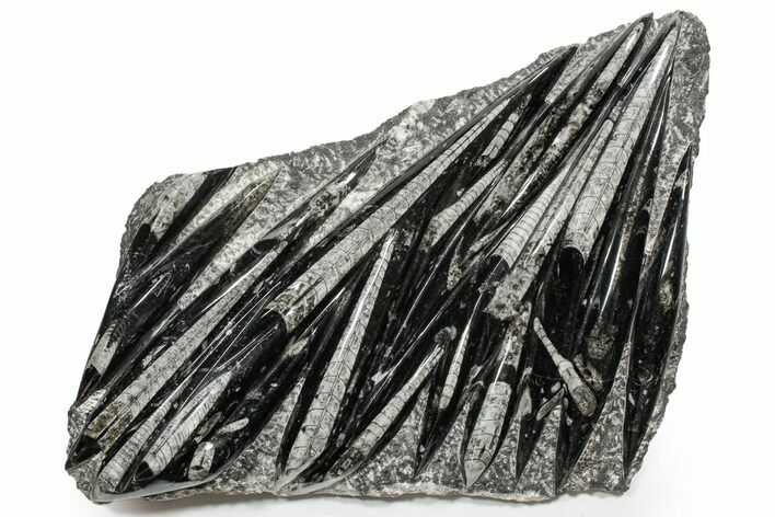 Polished Fossil Orthoceras (Cephalopod) Plate - Morocco #352302